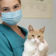 Veterinaria